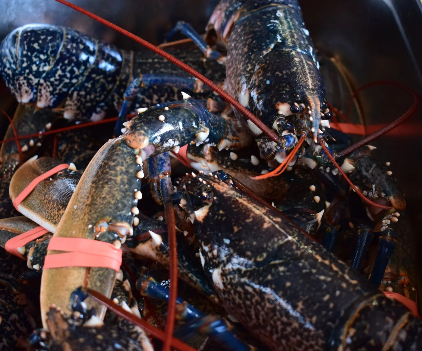 Live native lobsters, claws banded, before service